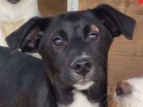 Albie, fröhlicher, aufgeschlossener Junghund sucht sein persönliches Körbchen, 8 Monate, 43 cm