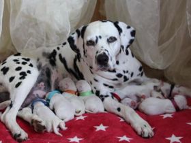 Dalmatiner Welpen aus liebevoller VDH Hobbyzucht am 19.05. geboren suchen ihre Familien