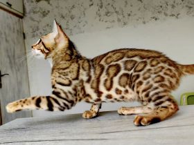 of Hill's Wild Pride