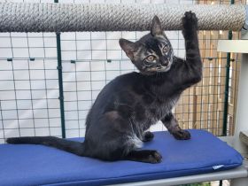 Außergewöhnliches Black Charcoal Bengal Kitten (w) mit Champion Vater - abgabebereit