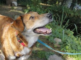 Marius ist ein Gute-Laune-Hund