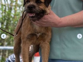 Border Terrier Deckrüde