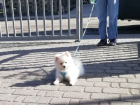 Reinrassige Pomeranian