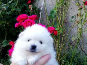 Reinrassige Pomeranian