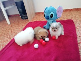 Reinrassige Pomeranian