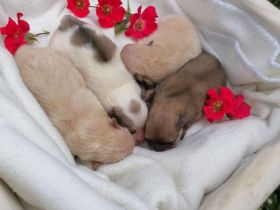 Reinrassige Pomeranian