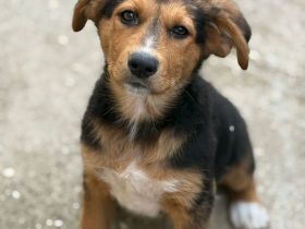 Riley- verspielte, süsse Hündin sucht ihr Für-Immer Zuhause🩷🐶