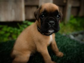 Boxerwelpen - Wurf vom 22.05.2025 - 1 gelber Rüden & 1 gelbe Hündin verfügbar