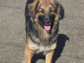 KAYA  - süße Kuschelmaus sucht ein Zuhause