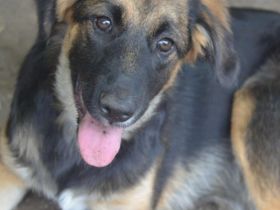 KAYA  - süße Kuschelmaus sucht ein Zuhause