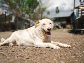 BEAUTY -tolle Hündin sucht eine Familie