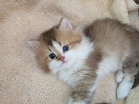 Britisch Kurzhaar und Britisch Langhaar Kitten