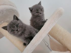 Süße BKH/BLH kitten suchen neues Zuhause