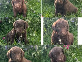 Labradoodle Welpen Schokobraun