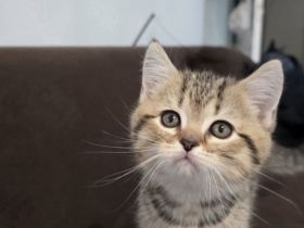 Zuckersüße BKH-Kitten abzugeben ? geboren am 01.04.2025