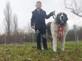 Deckenrüde des Mastin de los Pirineos