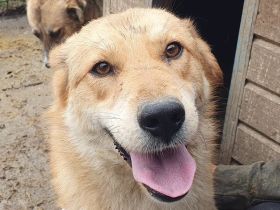 Naemi, lebensfreudige junge Hundedame mit großem Wunsch nach Zuneigung und Nähe, 2 Jahre, 53 cm