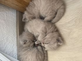Drei niedliche British Kurzhaar Katzenbabys in der einzigartigen Lilac-Farbton