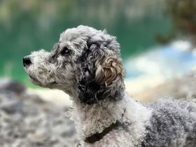 Deckrüde Zwergpudel mit Papieren