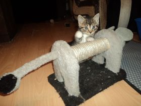 Wunderschöne BKH MIX Kätzchen in Liebe Hände