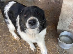 Ellis- Hündin mit Herz, Charme und viel Energie sucht ihr Happy End🥰🐶