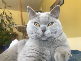 BKH Deckkater, reinrassig