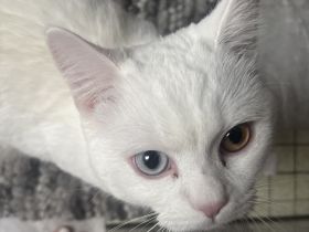 Schmusekater – Türkisch Angora, 1 Jahr alt, reinweiß mit verschiedenfarbigen Augen