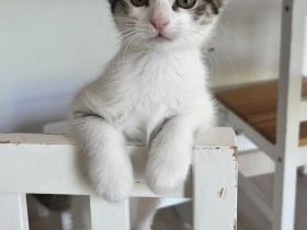 Maine Coon Perser Mix Katzenbabys ab Juni in liebevolle Hände abzugeben (150 EUR)