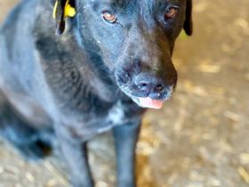 Suerte, 2 Jahre, freundlich, aktiv, möchte adoptoiert werden