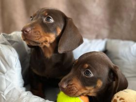 Zwergdackel Welpen