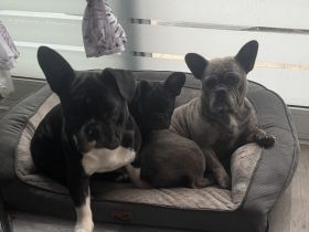 Französische Bulldogge Hündinnen