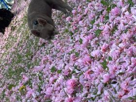 Französische Bulldogge