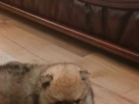 Zwergspitz(pomeranja)