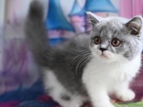 Reinrasige BKH Kitten mit FIFe Stammbaum in blau und blau-weiß