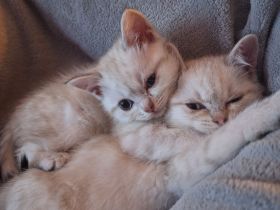 BKH Kitten abzugeben 400€