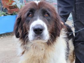 Sanfte Amara sucht liebevolles Zuhause