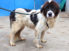 Sanfte Amara sucht liebevolles Zuhause