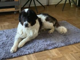 Sanfte Amara sucht liebevolles Zuhause