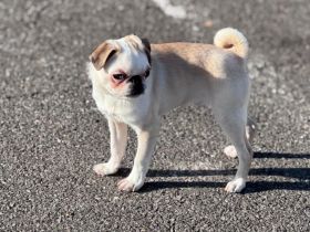 Mops Rüde (reinrassig)