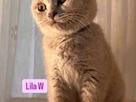 BKH Kitten Abholbereit