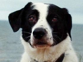 Speckbert, geb. ca. 02/2021, lebt bei einer Familie in 58636 Iserlohn