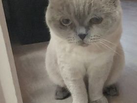 Zwei  Hauskatzen suchen neue zu Hause