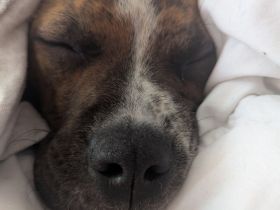 Bulldog Mix Hündin in gute Hände abzugeben