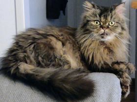 Ambulante Katzenpflege