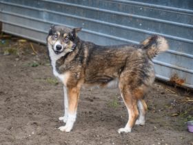 Temperamentvolle Blue sucht erfahrenes Zuhause