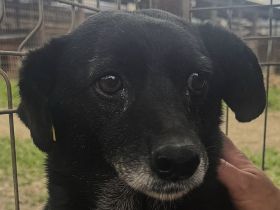 Trudi, ruhige, zurückhaltende Hündin, die die Freude am Leben verloren hat, 6-7 Jahre, 45-50 cm