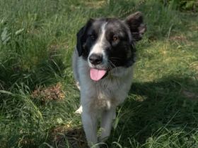 Aufgeschlossene Allegra sucht liebevolles Zuhause