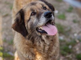 Seniorin Frieda sucht Alterssitz