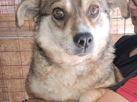 JOY - 10-jährige Hündin sucht ihren Platz