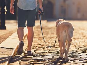 An lockerer Leine  7 Techniken – 1 Ziel